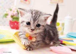 日本進口動物按壓式造型濕紙巾蓋-大包用-4入組 歷史價格詳細信息