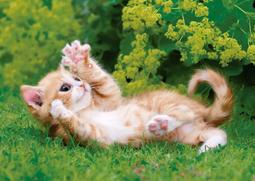 日本進口動物按壓式造型濕紙巾蓋-大包用-4入組 歷史價格詳細信息