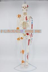 【標準款】模型工具組 鋼彈工具 高達模型 組裝工具 模型工具 HDTD31 歷史價格詳細信息