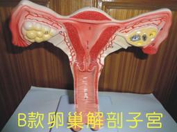 【福滿來】B款 85cm 高級人體骨骼 模型 美術 藝用 醫學 標準骨骼骨架 教學模型ARCD 歷史價格詳細信息