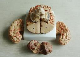 【福滿來】蘿莉小女孩腳丫/一對 腳高約13CM 仿真人女腳模型 模擬足模腳模 網店拍照絲襪美女假腳模特AWFD 歷史價格詳細信息