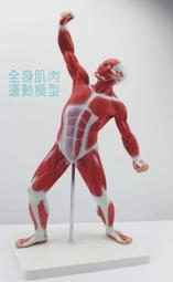 藝用人體解剖模型肌肉半胸像 (灰色) 歷史價格詳細信息