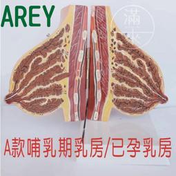 【福滿來】A款 45cm 高級人體骨骼 模型 美術 藝用 醫學 標準 骨骼 骨架 教學模型 ARCC 歷史價格詳細信息