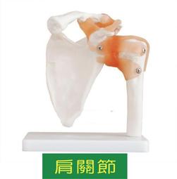 肩關節手術技巧與康復 9787559121769 (意)喬瓦尼&middot;迪&middot;賈科莫 西爾維亞&middot;貝拉基奧馬 主譯 歷史價格詳細信息