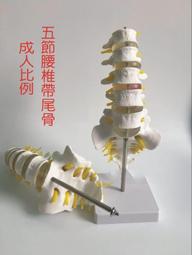 【福滿來】1:1樹脂骷髏頭(下巴可拆) 繪畫美術人頭骨頭顱 藝用人體肌肉骨骼 解剖頭骨模型擺飾ARIU 歷史價格詳細信息