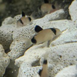 【貓鼠朋友】智能感應仿真老鼠玩具(智慧 自動轉向 USB 自動逗貓 寵物玩具 電動玩具 逗貓棒) 歷史價格詳細信息