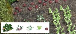 Vegetable Glue【禮筑外文書店】[9折] 歷史價格詳細信息