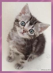 現貨 BROCCOLI 卡套 fate grand order FGO BB 泳裝 歷史價格詳細信息