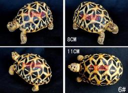 7號魚舖--獨家商品--正宗原創--超仿真陸龜模型&mdash;大隻安哥洛卡陸龜(黑安哥)陸龜公仔.娃娃 歷史價格詳細信息