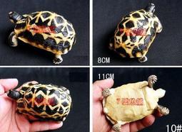 7號魚舖--獨家商品--正宗原創--超仿真陸龜模型&mdash;大隻安哥洛卡陸龜(黑安哥)陸龜公仔.娃娃 歷史價格詳細信息