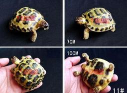 7號魚舖--獨家商品--正宗原創--超仿真陸龜模型&mdash;大隻安哥洛卡陸龜(黑安哥)陸龜公仔.娃娃 歷史價格詳細信息