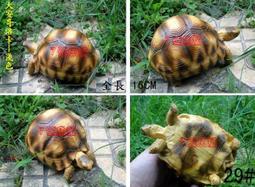 7號魚舖-獨家商品-仿真烏龜麵包造型吊飾(龜龜手腕墊.滑鼠墊.波羅麵包)軟軟-慢回彈-龜寶寶1隻賣場-缺貨中勿下單 歷史價格詳細信息