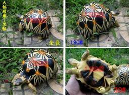 7號魚舖-獨家商品-仿真烏龜麵包造型吊飾(龜龜手腕墊.滑鼠墊.波羅麵包)軟軟-慢回彈-龜寶寶1隻賣場-缺貨中勿下單 歷史價格詳細信息