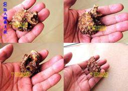 7號魚舖-獨家商品-仿真烏龜麵包造型吊飾(龜龜手腕墊.滑鼠墊.波羅麵包)軟軟-慢回彈-龜寶寶1隻賣場-缺貨中勿下單 歷史價格詳細信息