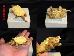 7號魚舖-獨家商品-仿真烏龜麵包造型吊飾(龜龜手腕墊.滑鼠墊.波羅麵包)軟軟-慢回彈-龜寶寶1隻賣場-缺貨中勿下單 歷史價格詳細信息