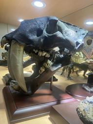 虎齒鎖實力老虎鎖 防盜門鎖 外裝門鎖  鐵門 移門 大門鎖 歷史價格詳細信息