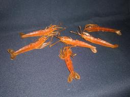 橡子共和國 霍爾的移動城堡 卡西法 搖曳燭光 小夜燈 LED蠟燭燈 吉卜力 歷史價格詳細信息