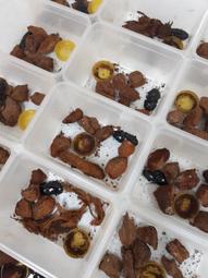 鍬形烤盤33cm-IH款[免運][大買家] 歷史價格詳細信息