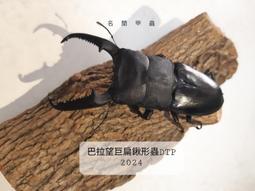 鍬形烤盤33cm-IH款[免運][大買家] 歷史價格詳細信息