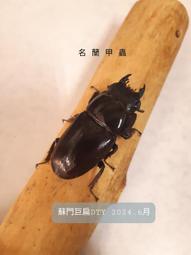 鍬形烤盤33cm-IH款[免運][大買家] 歷史價格詳細信息