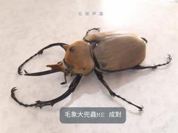 超大尺寸模型高透明防塵罩子亞克力玩具積木動漫展示盒手辦可定制 歷史價格詳細信息