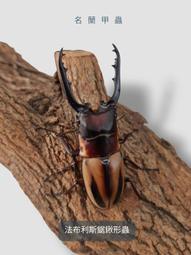 鍬形烤盤33cm-IH款[免運][大買家] 歷史價格詳細信息