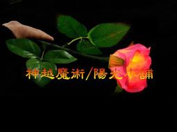 玫瑰神諭真愛指引卡䌓體中文版（44張高能量藝術卡牌＋中文詳解專書＋神聖V形牌盒＋頂級絲絨保護袋）【左西】 歷史價格詳細信息