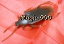 [MAGIC 999]魔術道具~ 整人玩具 cosplay~海盜船長 眼睛罩 海綿寶寶的船長 遮眼罩 特價29NT. 歷史價格詳細信息