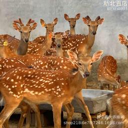景區公園無動力坑爹過山車 小型有軌過山車 農場無動力過山車 歷史價格詳細信息