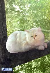 晶品屋【小說頻道】逆鱗38        送書套      2018/1/26 歷史價格詳細信息