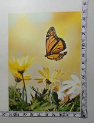 【台灣花卉】 明信片 - 芙勞兒B - 5款各1張 - hibeetle甲蟲手繪 歷史價格詳細信息