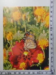 【台灣花卉】 明信片 - 芙勞兒B - 5款各1張 - hibeetle甲蟲手繪 歷史價格詳細信息