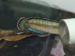 雷龍觀鳥單筒望遠鏡高倍高清20-60可調倍微夜視長焦鏡頭 歷史價格詳細信息