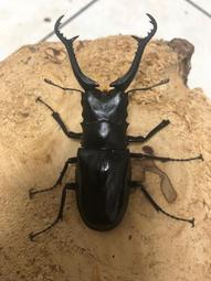 PGM 三層高爾夫比賽球 高爾夫球 GOLF 5顆/組　*免運 歷史價格詳細信息