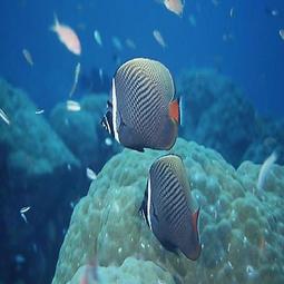 1735~1796年清乾隆通寶制錢VF(單枚價) 歷史價格詳細信息