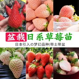 ⑧比????食指銀戒指女純銀925復古個性潮流鼻螺紋開口鏈條簡約網紅指環    路-哈囉好物 歷史價格詳細信息