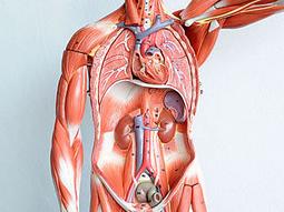 全新影片《駭人教育》DVD 超越【告白】 最直接兇殘的私刑教育 魯斯普雷特 羅伯特漢斯 伊凡班道 朵雅嘉文斯 歷史價格詳細信息