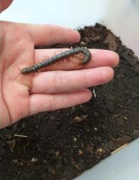 開光 入神 安爐 爐寶 七寶 大 歷史價格詳細信息