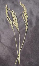 吃茶筆記 樓耀福 著 2014-7-1 上海文藝出版社 歷史價格詳細信息