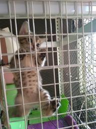 寵物住宿-兔子住宿-高雄左營#專業2X年相處經驗 歷史價格詳細信息