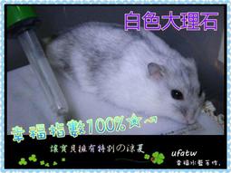 ［客製化］寵物水墨個性手繪 頭像插畫 簡潔 約稿定製手繪畫像 貓貓狗狗頭像 個性定製約稿 歷史價格詳細信息