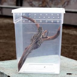 **啾愛爬**透白/透黑 爬蟲飼養盒 塑膠盒 爬缸 蠍子 蜘蛛 蜈蚣 獨角仙 角蛙 守宮 蛇 龜 歷史價格詳細信息