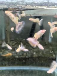 莫斯科郊外的晚上：111首外國名歌改編的鋼琴曲錢仁平 歷史價格詳細信息