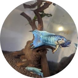 鬥魚俱樂部 FISH CLUB 繁體中文版 高雄龐奇桌遊 歷史價格詳細信息