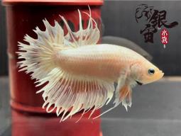 銀宙水族空間/泰國展鬥/高階紅龍pk短尾鬥魚/123391/ 鬥魚 /鬥魚飼料 歷史價格詳細信息