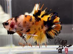 銀宙水族空間/泰國展鬥/高階紅龍pk短尾鬥魚/123391/ 鬥魚 /鬥魚飼料 歷史價格詳細信息