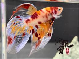 銀宙水族空間/泰國展鬥/高階紅龍pk短尾鬥魚/123391/ 鬥魚 /鬥魚飼料 歷史價格詳細信息