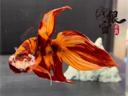 銀宙水族空間/泰國展鬥/高階紅龍pk短尾鬥魚/123391/ 鬥魚 /鬥魚飼料 歷史價格詳細信息