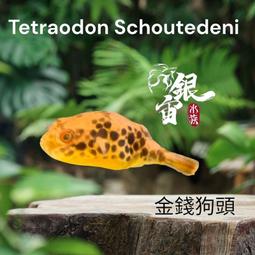 銀宙水族空間/泰國展鬥/高階紅龍pk短尾鬥魚/123391/ 鬥魚 /鬥魚飼料 歷史價格詳細信息