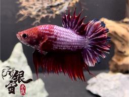 銀宙水族空間/泰國展鬥/高階紅龍pk短尾鬥魚/123391/ 鬥魚 /鬥魚飼料 歷史價格詳細信息